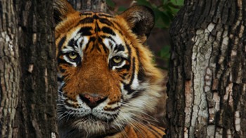 T24-Ustad-1